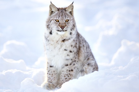 Close-up of young european lynx cub sitting in the snow. Cold winter in the forests.の写真素材