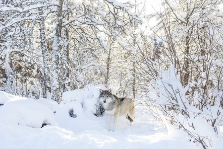One wolf standing in the woods a cold winter day. Snow on the ground and on the trees.の写真素材