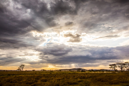 Safari car with tourists driving at the savannah one beautiful and warm evening with dramatic clouds...