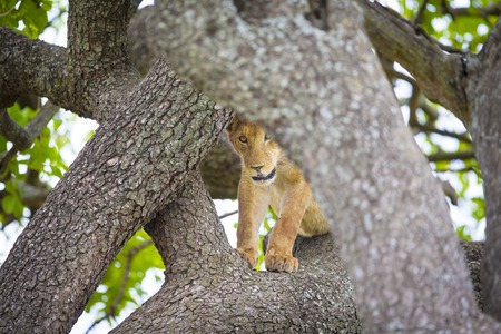 African lion cub plays and rests in a tree a hot day in Serengeti, Tanzania.の写真素材