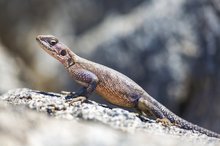 Gecko stands on a rock in Serengeti Tanzania in Africa. Close-up with selective focus.の写真素材