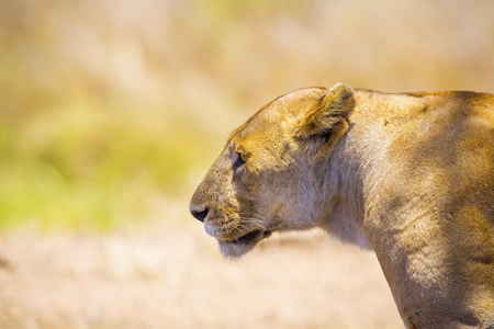 Close up of one large wild lioness in Africaの写真素材