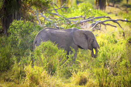 Young large elephant eating grass in Serengetiの写真素材