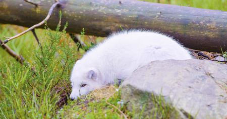 White arctic fox lies and rests at forest floor in the late fallの写真素材