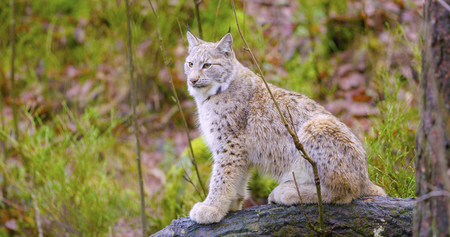 European lynx sits in the autumn forestの写真素材