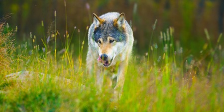 Wild male wolf walking in the grass in the autumn colored forestの写真素材