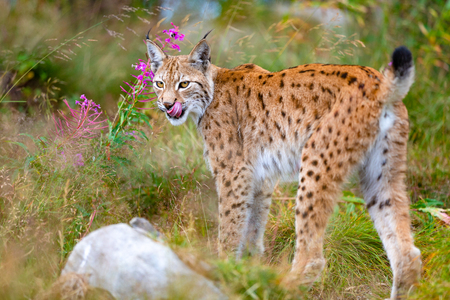 Lynx mother and cute young cubs playing in the grassの写真素材