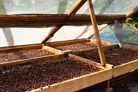 Organic Raw Coffee Beans Drying In Wooden Crateの写真素材