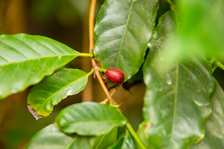 Close-Up Of Fresh Ripe Coffee Fruits Growing In Farmの写真素材