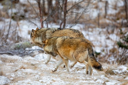 Wolf pack running into the forest at winterの写真素材