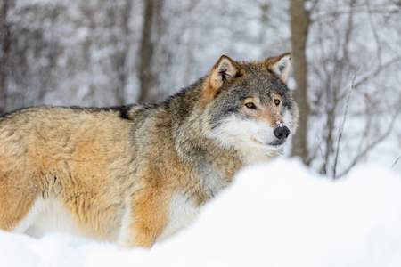 Wolf stands in the snow in beautiful winter forestの写真素材