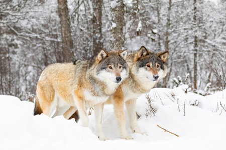 Two magnificent wolves in wolf pack in cold winter forestの写真素材