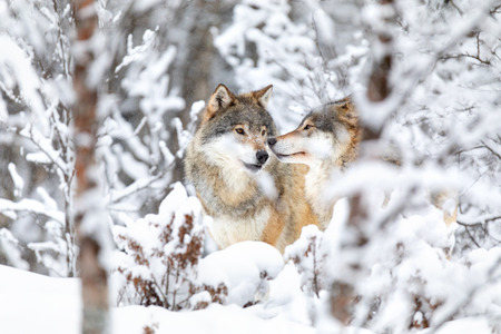 Two beautiful wolves in the forest a snowy day at winterの写真素材