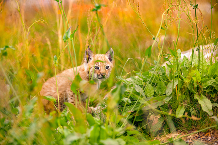 Insecure and Vulnerable Lynx Cub Sitting Amidst Plants In Forestの写真素材