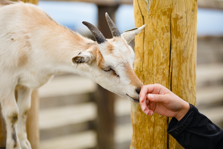 Close-Up Of Female Hand Touching Goat At Farmの写真素材