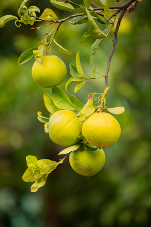 Close-Up Of Fresh Oranges hanging in treeの写真素材