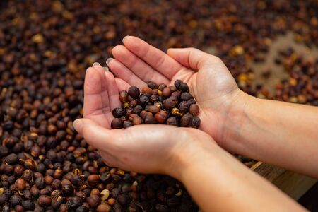 Female Employee Examines Dried Organic Raw Coffee Beansの写真素材
