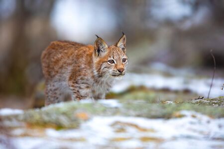 Focused eurasian lynx hunting in the forest at early winterの写真素材