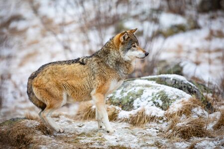 Focused and scared wolf in the forest in early winterの写真素材