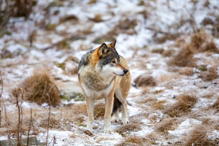 Beautiful male wolf standing in the forest looking for preyの写真素材