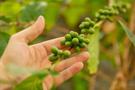 Close-Up Of Man Hand Holding Fresh Coffee Fruits on Twigの写真素材