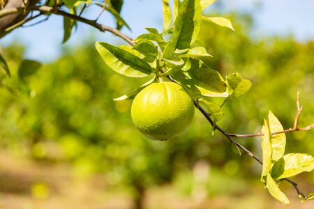 Close-Up Of Fresh Lemons hanging in treeの写真素材
