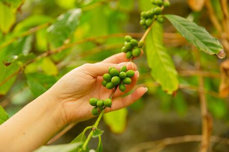 Close-Up Of Woman Holding Fresh Coffee Twigの写真素材