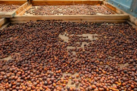 Raw Coffee Beans Drying In Wooden Crateの写真素材