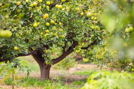 Fresh Oranges Hanging in Tree in Organic Plantationの写真素材