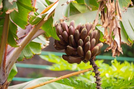 Fresh Organic Red Bananas Bunch In Treeの写真素材