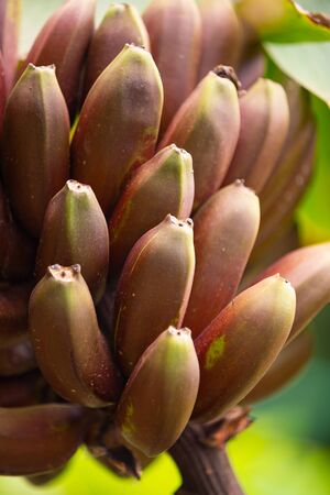 Fresh organic red banana bunch growing on tree at farmの写真素材