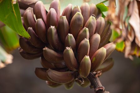 Close-Up Of Fresh Organic Red Bananas Bunchの写真素材