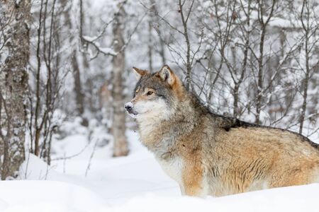 One beautiful wolf standing in the snow in beautiful winter forestの写真素材