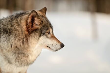Furry Canis Lupus looking away at Langedrag Nature Park in winterの写真素材