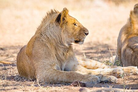 Beautiful young lion male rests in Serengetiの写真素材