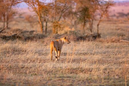 Lion walking a early morning in Serengeti, Tanzania. Sunrise, east Africa.の写真素材
