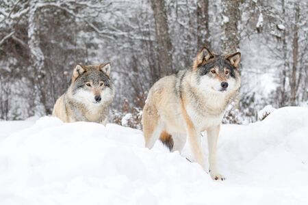 Two magnificent wolves in wolf pack standing in cold winter forest. Snow on the ground and on the trees.の写真素材