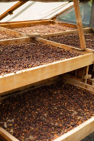 Fresh coffee beans or red cherry fruits drying in wooden crateの写真素材