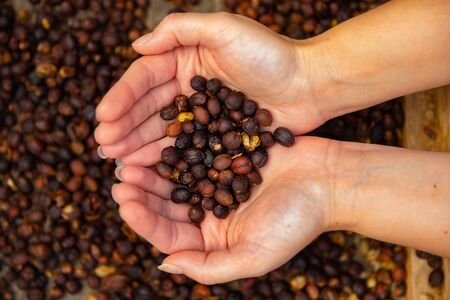 Top view of female Employee Examines Dried Organic Raw Coffee Beansの写真素材