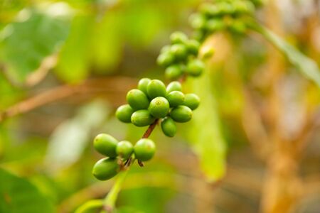 Fresh Green Coffee Fruits Growing In Farmの写真素材