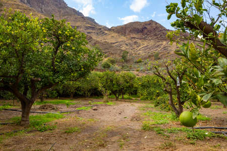 Road Amidst Organic Orange Trees At Orchardの写真素材