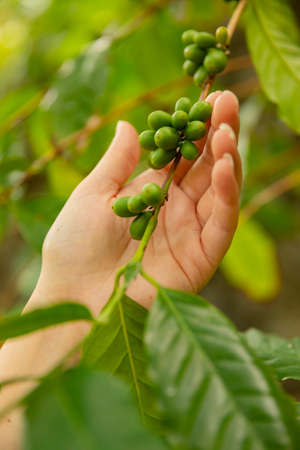 Close-Up Of Woman Inpects Fresh Coffee Fruits on Twigの写真素材
