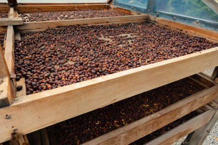 Side View of Organic Coffee Beans Drying In Crates Outdoorの写真素材