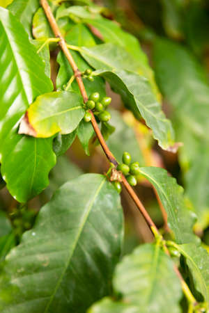 Fresh Green Coffee Fruit Plant Growing at Farmの写真素材