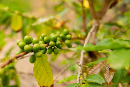 Close-Up Of Fresh Green Coffee Fruits Growing In Farmの写真素材