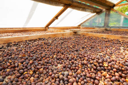 Close-up of Raw Coffee Beans Drying In Wooden Crateの写真素材