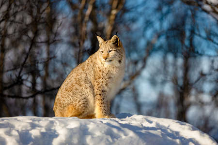 Lynx sitting on snow while looking away in natureの写真素材