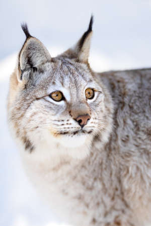 Closeup of alert brown lynx looking awayの写真素材