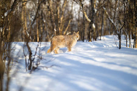 Alert Eurasian lynx looking away on snow near bare treesの写真素材