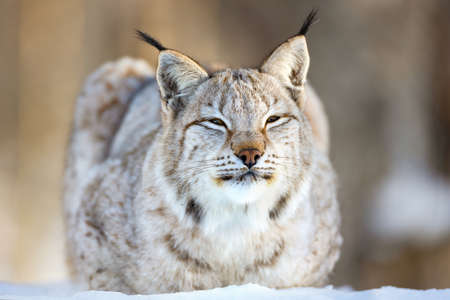 Closeup of Eurasian lynx relaxing on snowの写真素材